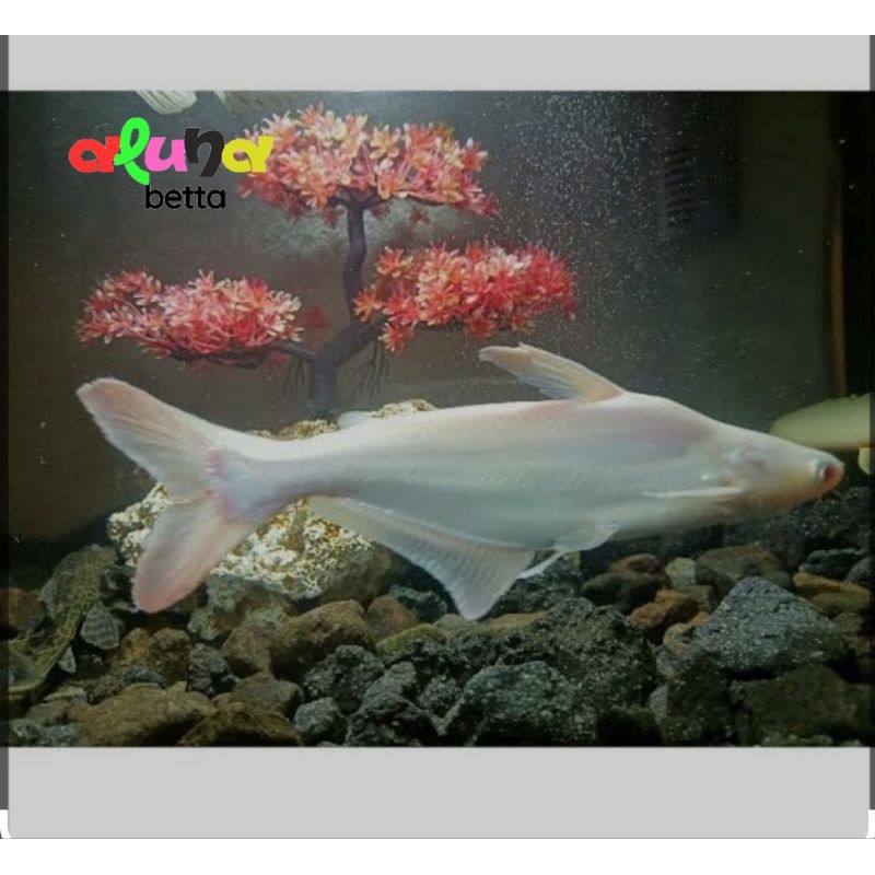 ikan hias patin albino 6-8 cm gen super jumbo hiasan aquarium