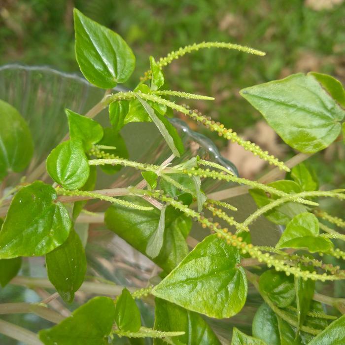 DAUN SIRIH CINA 1kg (bisa cod)