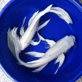 Ikan Koi Platinum Slayer -+13-15 Cm Jumbo Hias ( PAKET ISI 2 )