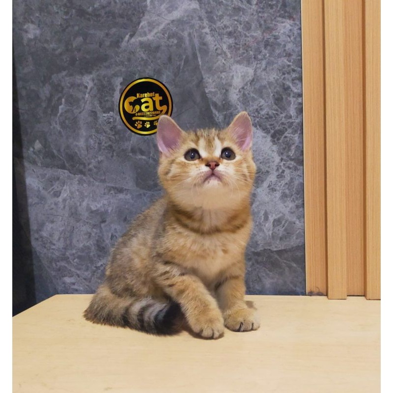 kucing shorthair golden