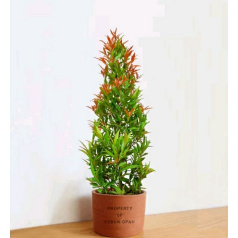 Tanaman hias pucuk merah 50 cm