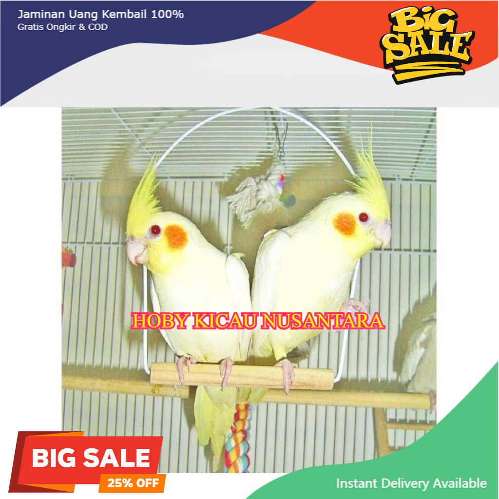 Burung Cockatiel Falk Parkit Australia Warna Kuning Lutino Mata Merah pilihan parrot