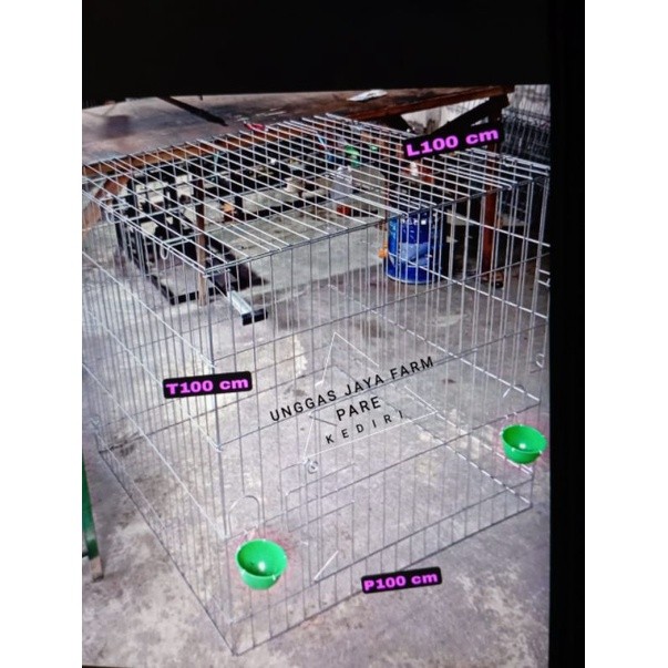 KJM - kurungan ayam jago bangkok taji philipin jemur semi lipat