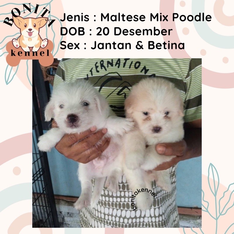 Anak Anjing Maltese Mix Poodle Betina Jantan