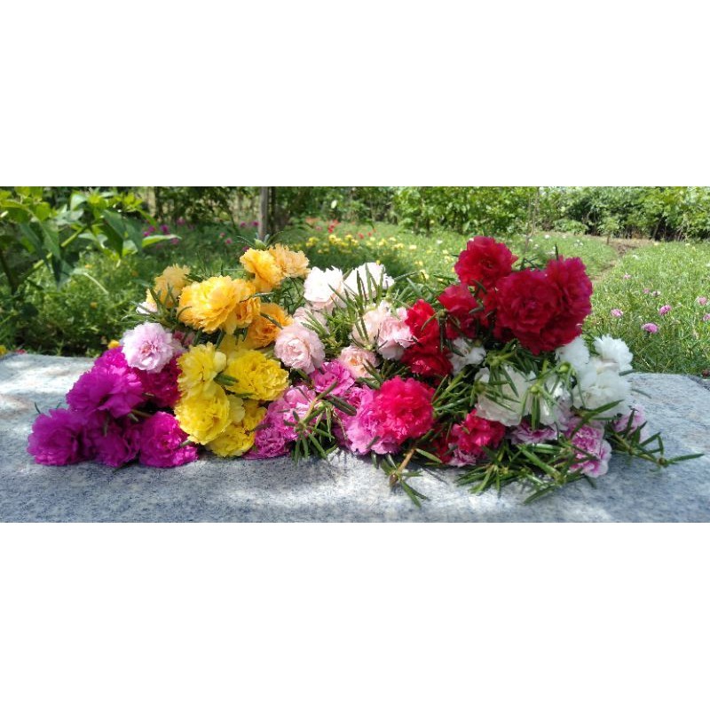 NEW paket promo bunga krokot mix warna import dan lokal