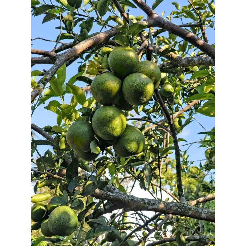 2KG jeruk Bali mini/jeruk palemo putih