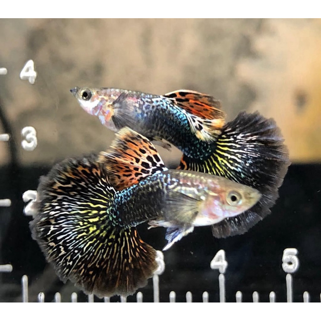 HIASAN AQUARIUM RED DRAGON HALF MOON