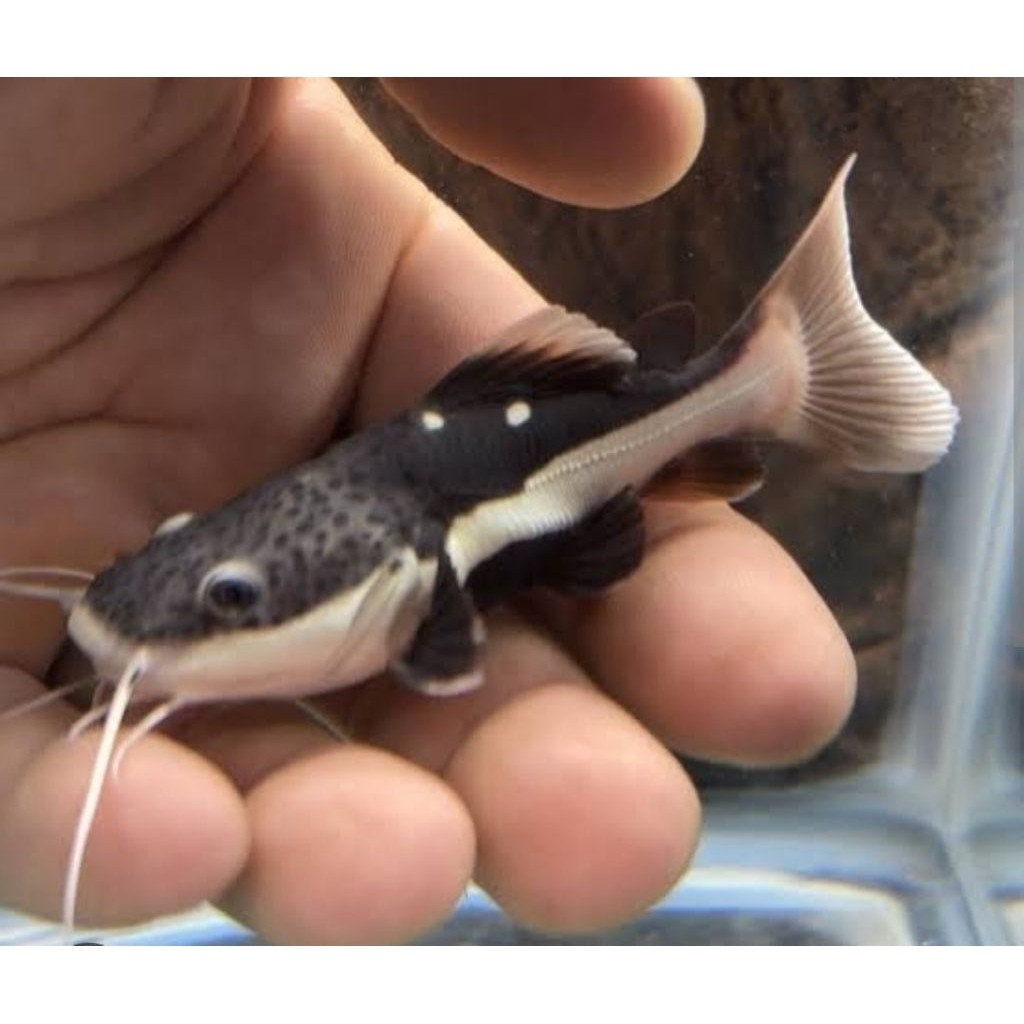 IKAN RED TAIL CATFISH ( RTC ) UKURAN 7-8 CM HIASAN AKUARIUM