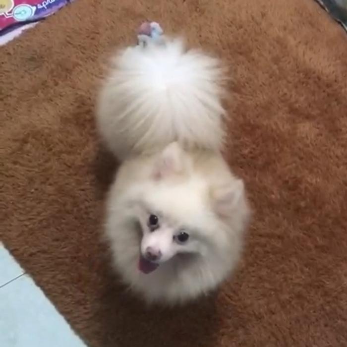 anjing minipom jantan