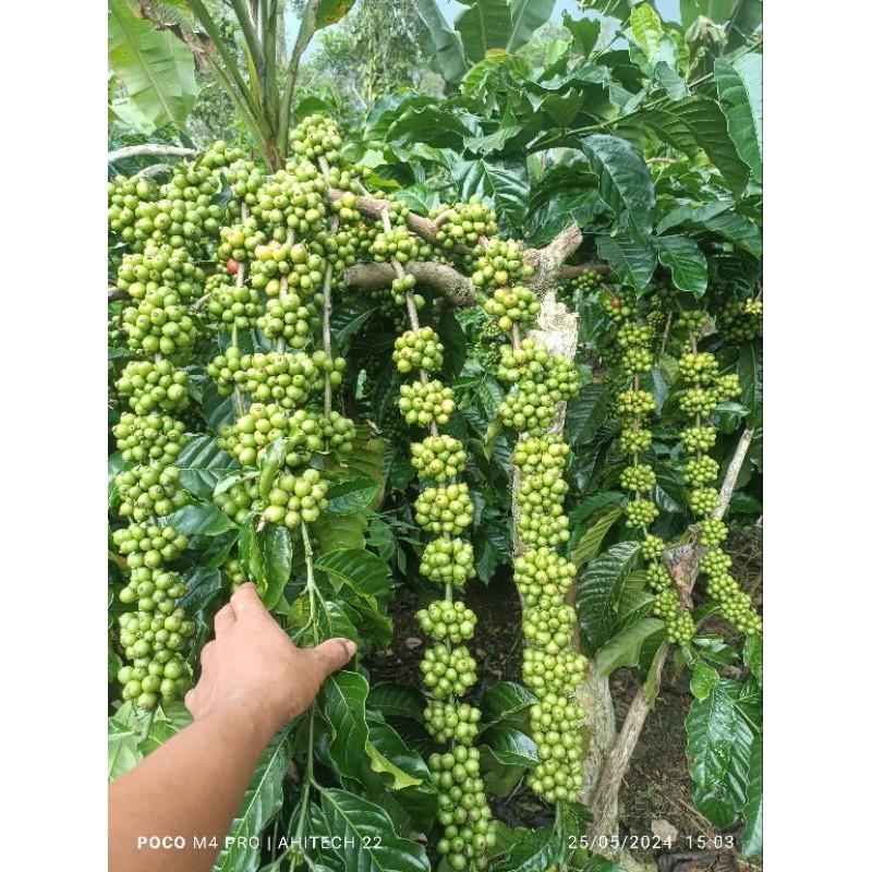 entres kopi bagio 15 tunas raja