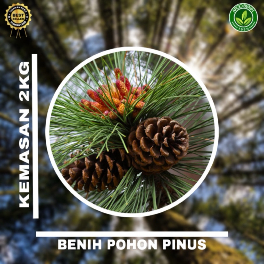 Benih Biji Pohon Pinus Merkusii 2kg siap semai Biji Tanaman Pinus Merkusii - BONUS 200 GRAM