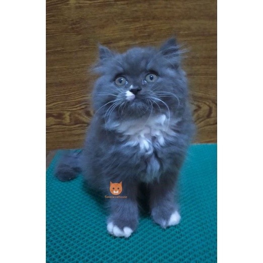 kucing Persia British norwegian bicolor