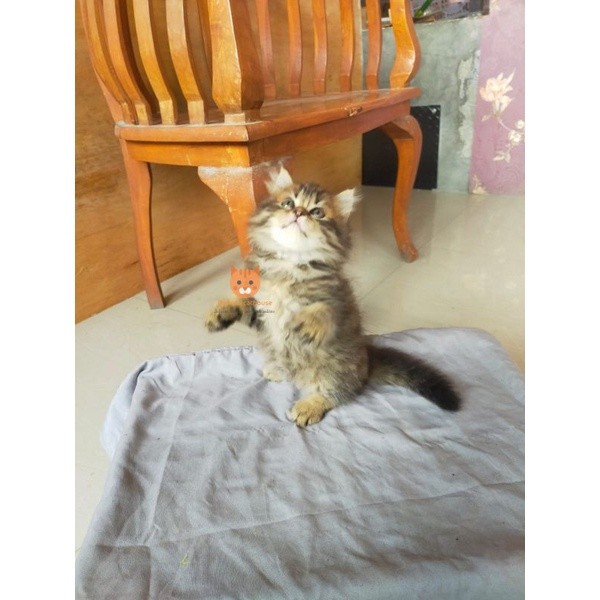 kucing Persia flatnose marble lucu