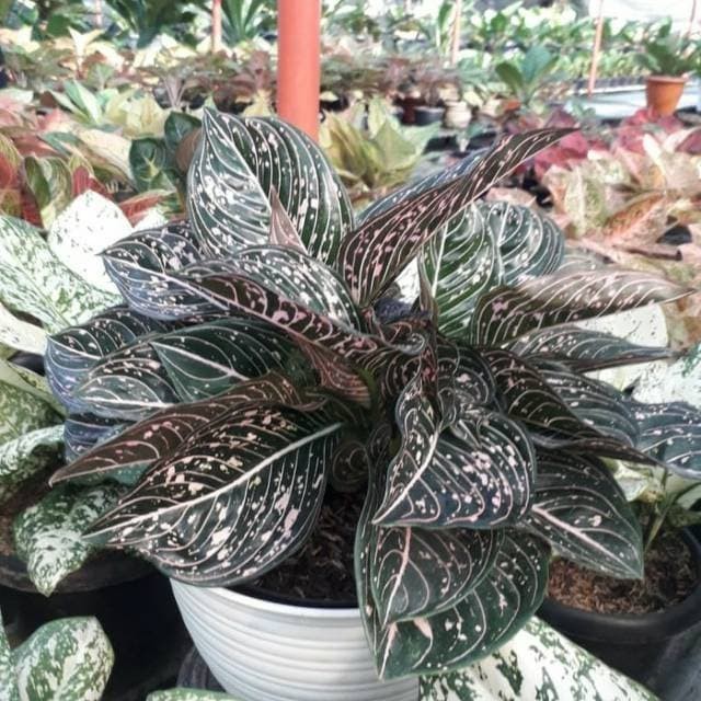 Promo bibit bonggol aglonema siti nurbaya