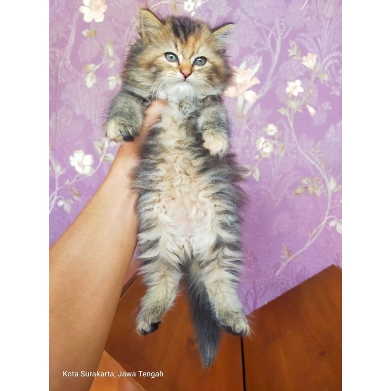 kucing norwegian forest lucu