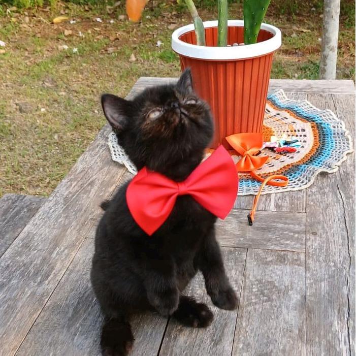 Persia Exotic Kitten - Kucing Lucu Hitam Solid Jantan Perisa Peaknose Mix Exotic Wajah Bulat Mata Be