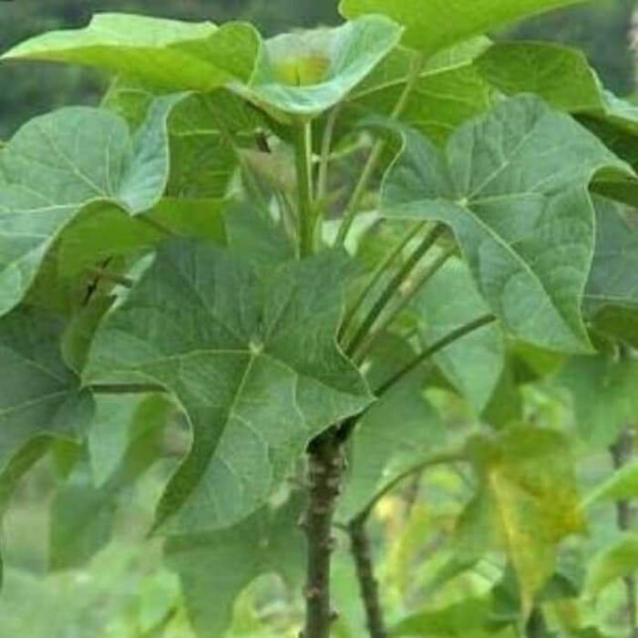 Daun jarak - Asli segar tanaman organik tidak mengandung pestisida