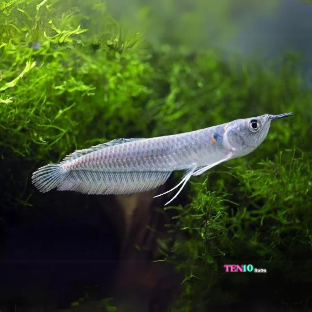 Arwana Silver Brazil Size 10-14cm suka pelet