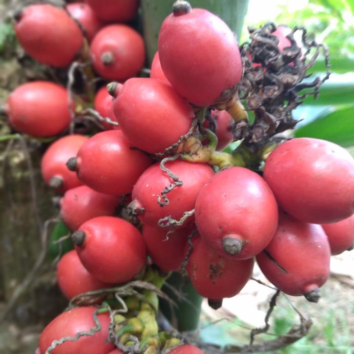 Buah pinang merah pinang hias (bisa cod)