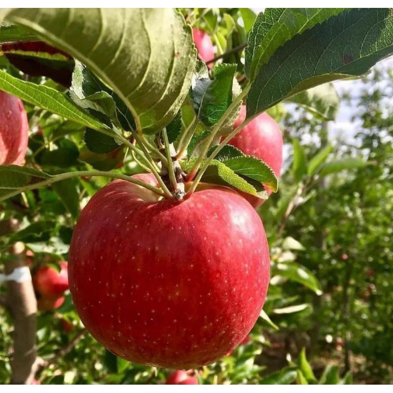 Bibit buah apel fuji unggulan