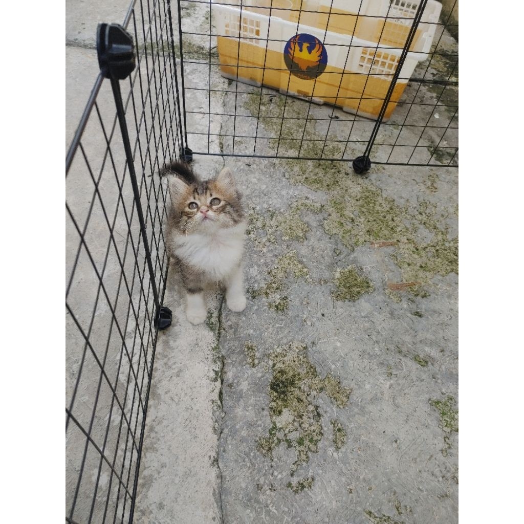 kitten persia medium