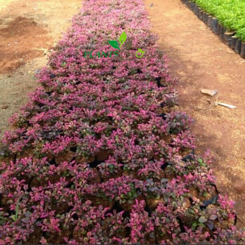 Krokot Merah Tanaman Hias Outdoor Dengan Bunga Kuncup