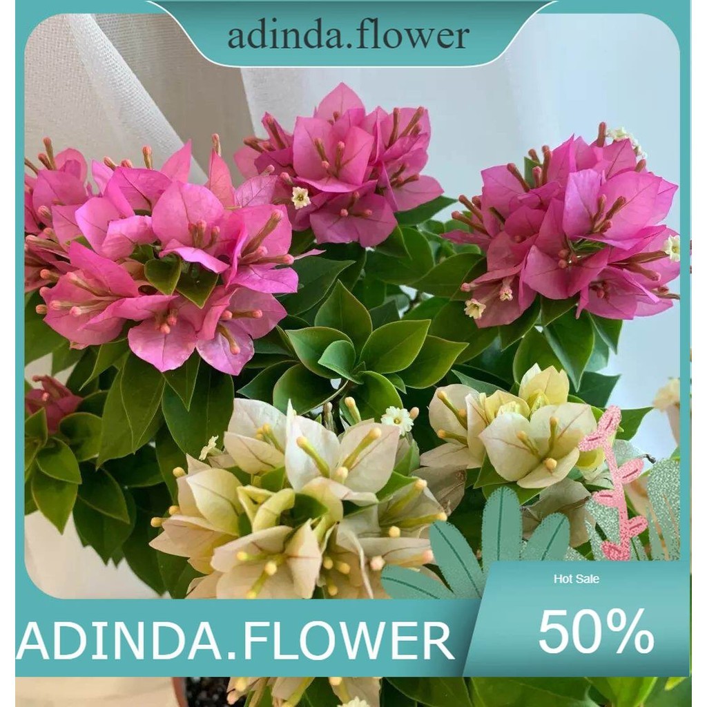 Bugenvil singapur 2 warna / tanaman hias bugenvil singapur