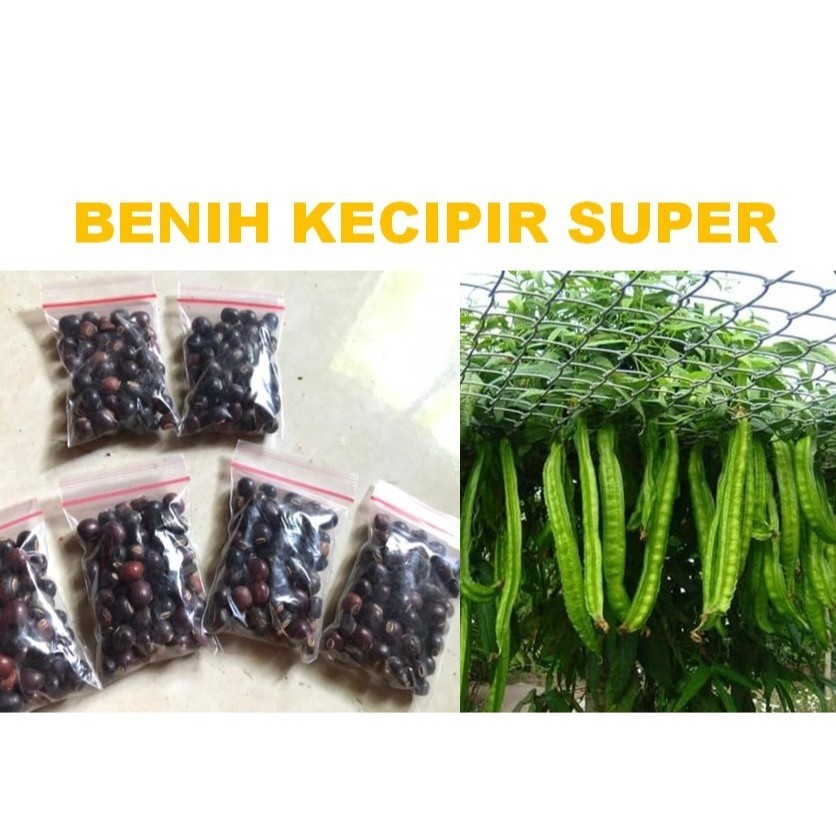 Benih kecipir kualitas super 100 gram