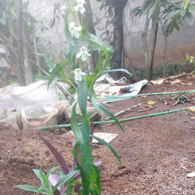 Tanaman hias lavender anti nyamuk - tanaman lavender - lavender - pohon lavender