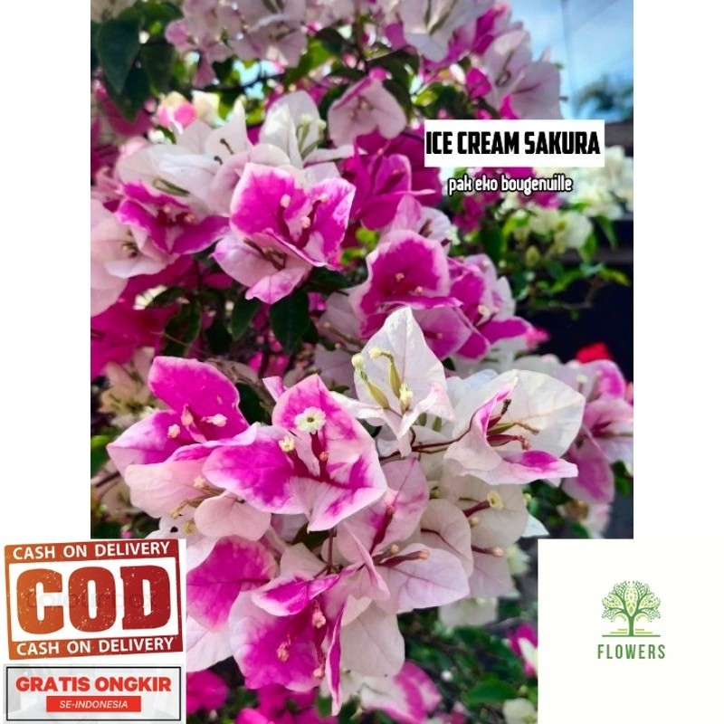 bougenville ice cream sakura (COD)