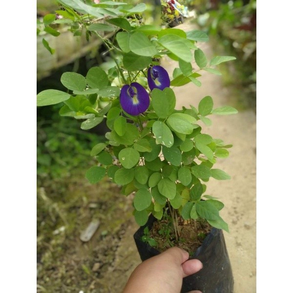 Bunga Herbal TELANG - Bibit Tanaman Herbal Bunga Telang Berbunga - Bibit Tanaman Obat Bunga Telang -
