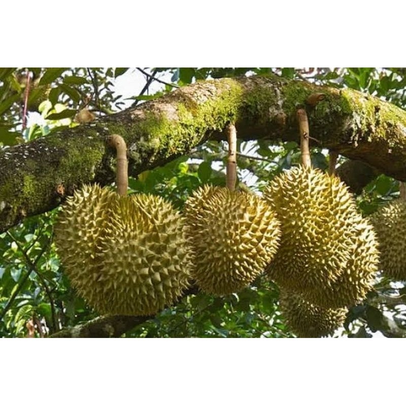 Bibit Durian Montong Murah Hasil Okulasi Siap Berbuah