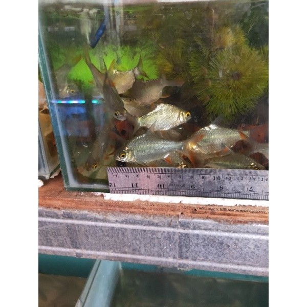 Kaviat Green 5-10 cm bangkok hijau kapiat