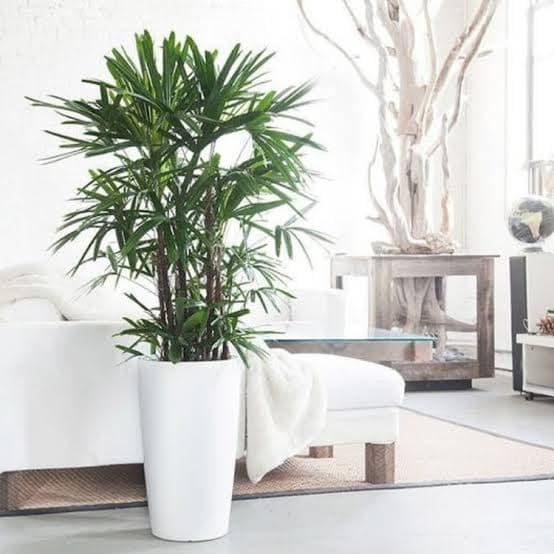 Grosir Tanaman Hias Palem Regu - Tanaman Indoor Palem Regu