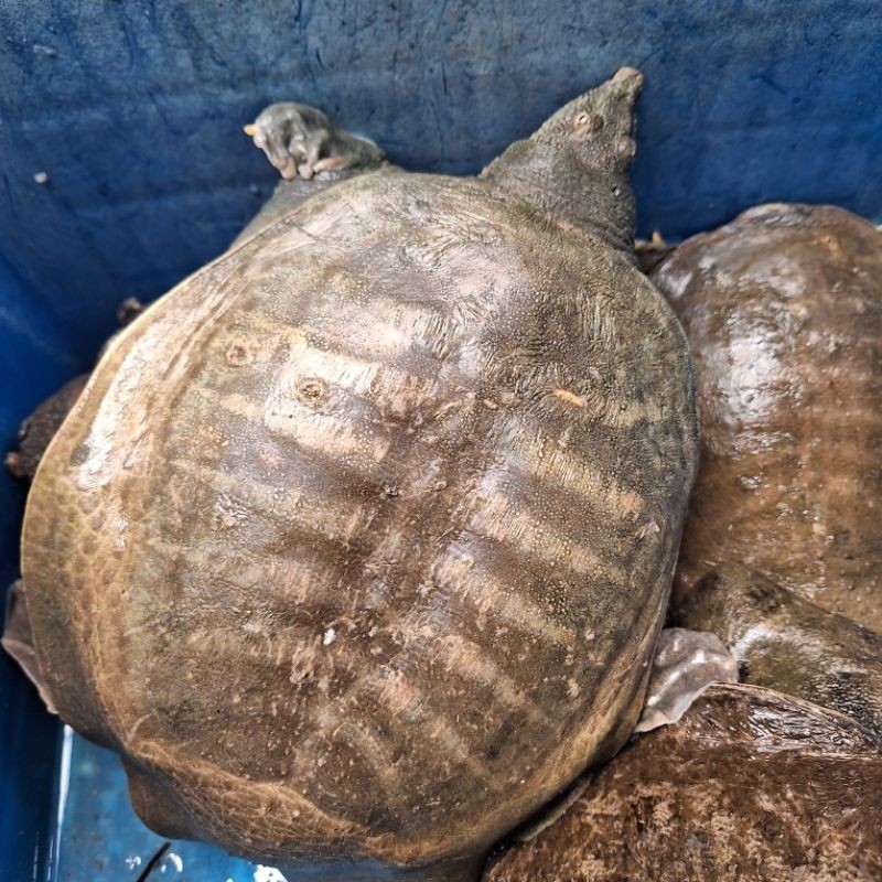 bulus / labi2 / per 1 kg keadaan hidup