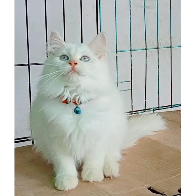 Kucing persian himalayan red point kitten gemes