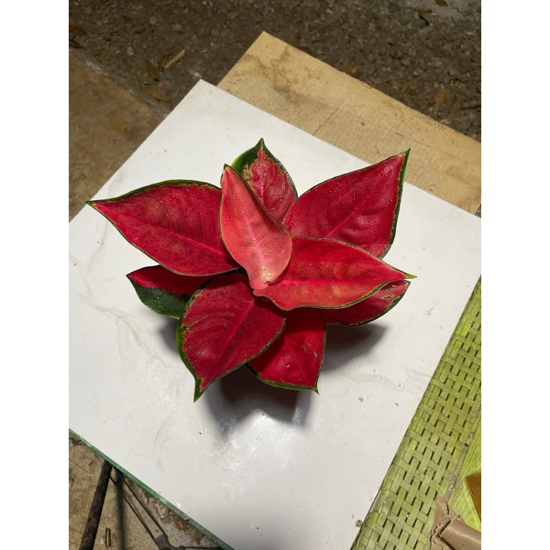 Aglonema Suksom Merah Tanian Lokal Dewasa Sehat