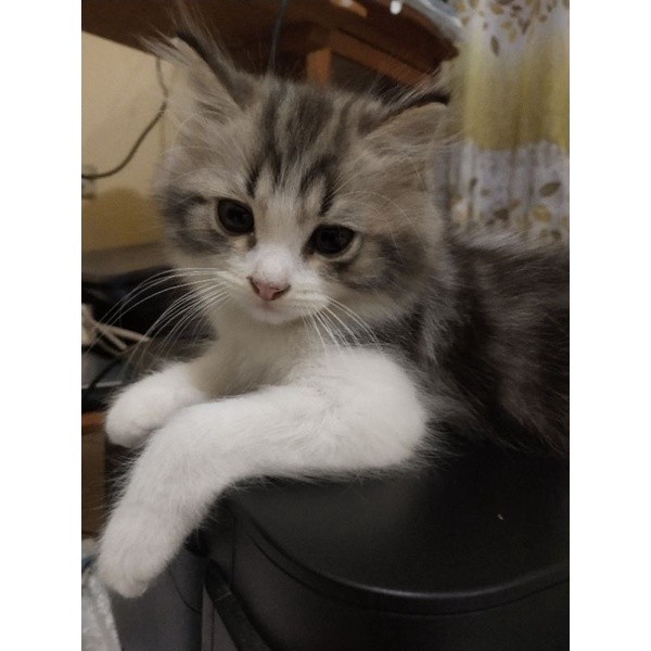 adopt/jual kucing persia lucu