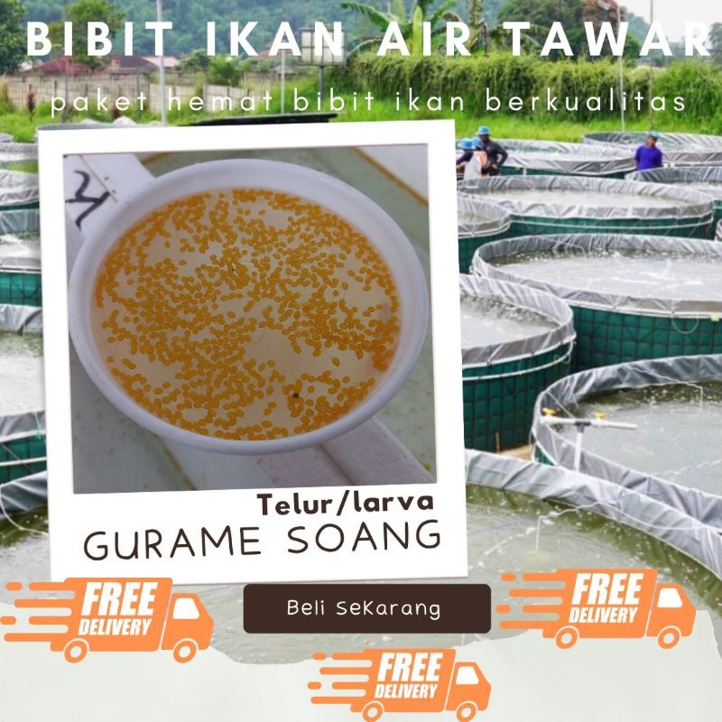 TELUR GURAME SOANG PAKET 1000 TELUR GURAME SOANG MURAH LARVA/TULUR BIBIT GURAME SOANG BERKUALITAS