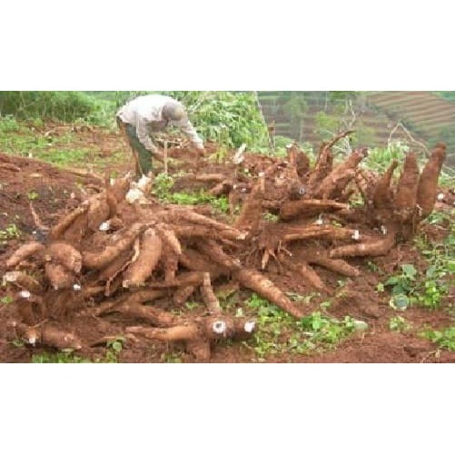 Bibit Singkong Gajah