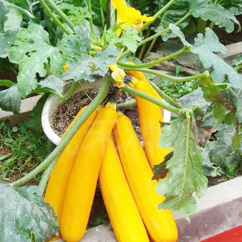 premium quality 30 Butir> Biji Benih kuning Labu Air Panjang /Labu Manisa > Bibit Labu Air benih say