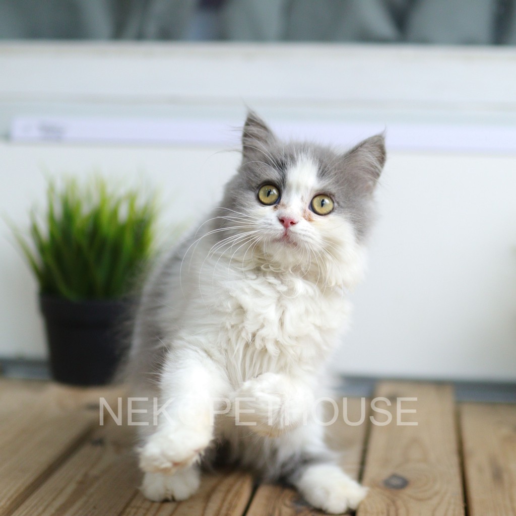 Kucing Persia Medium Flatnose Peaknose dll
