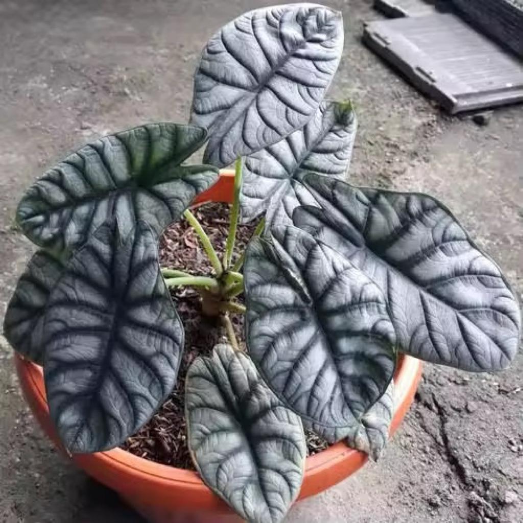 Bibit Bonggol Umbi Tanaman caladium tengkorak 028 Keladi