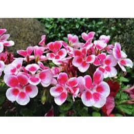 Bunga Geranium /Tanaman Hias