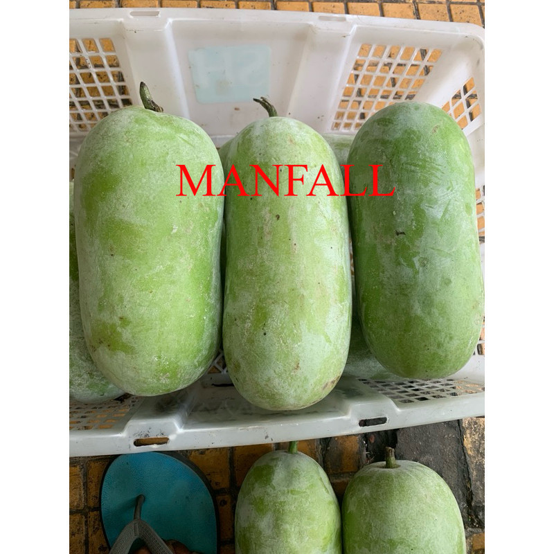 Bligo / Buah Kundur / Blonceng