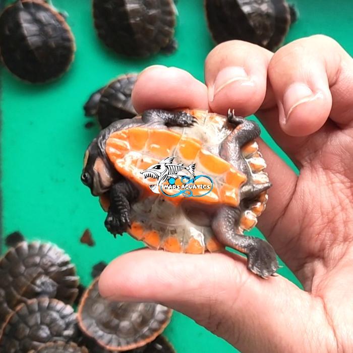 Promo KURA KURA DAMER DADA MERAH BABY Terlaris