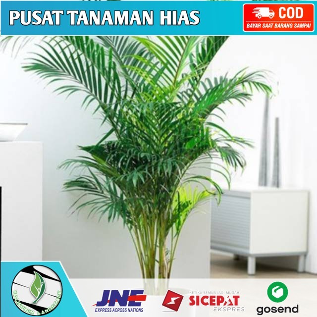 Tanaman hias indoor palem kuning pohon palem kuning sudah besar dan rimbun