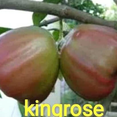 bibit jambu air king rose