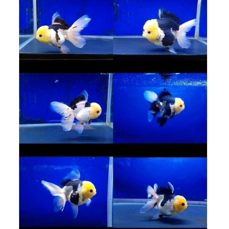 hiasan Ikan Mas Koki Oranda Panda 7-9 cm berkualitas / ikan hias aquarium fancy / oranda panda fancy