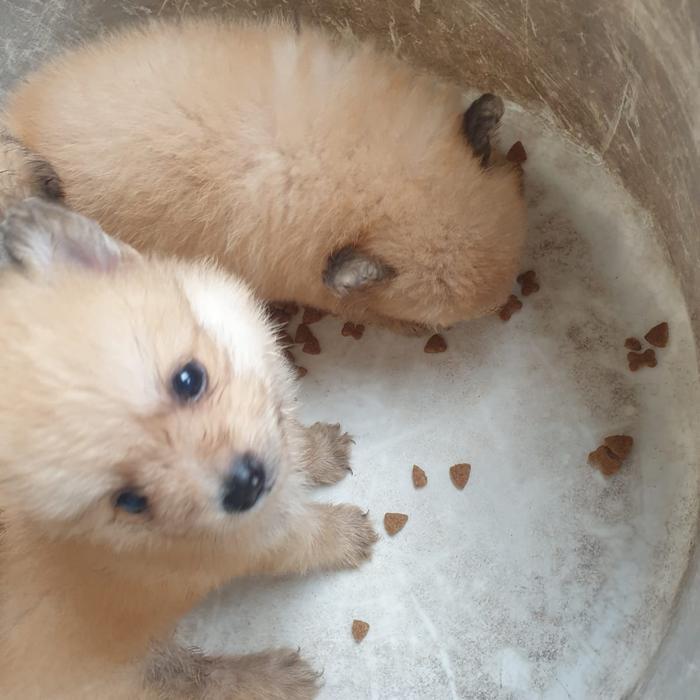 anjing minipom jantan betina